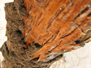 Dandenong termite inspections